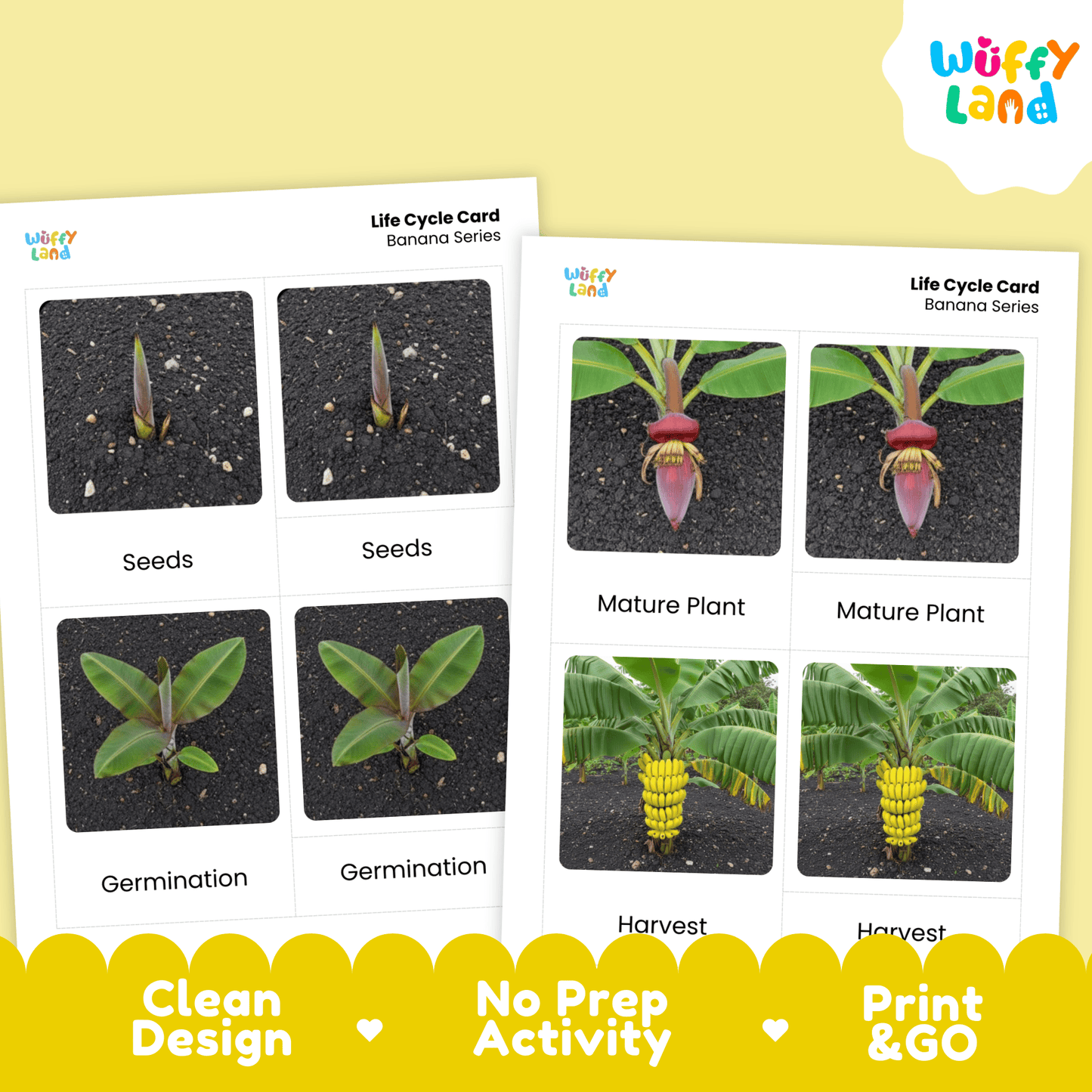 Banana Life Cycle Montessori 3-Part Cards - Science Botany Flashcards