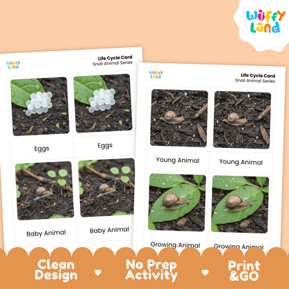 Snail Life Cycle Montessori 3-Part Cards - Science Zoology Flashcards