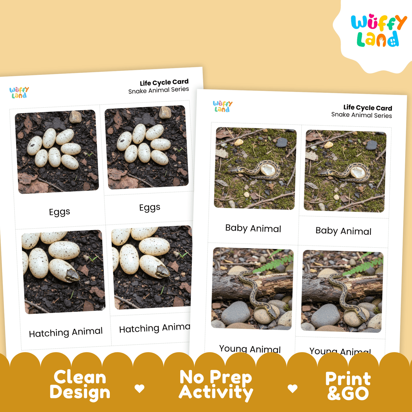 Snake Life Cycle Montessori 3-Part Cards - Science Zoology Flashcards