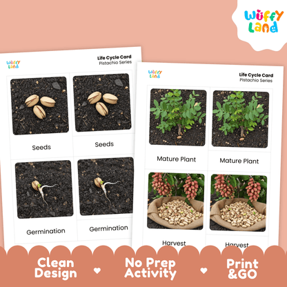 Pistachio Life Cycle Montessori 3-Part Cards - Science Botany Flashcards