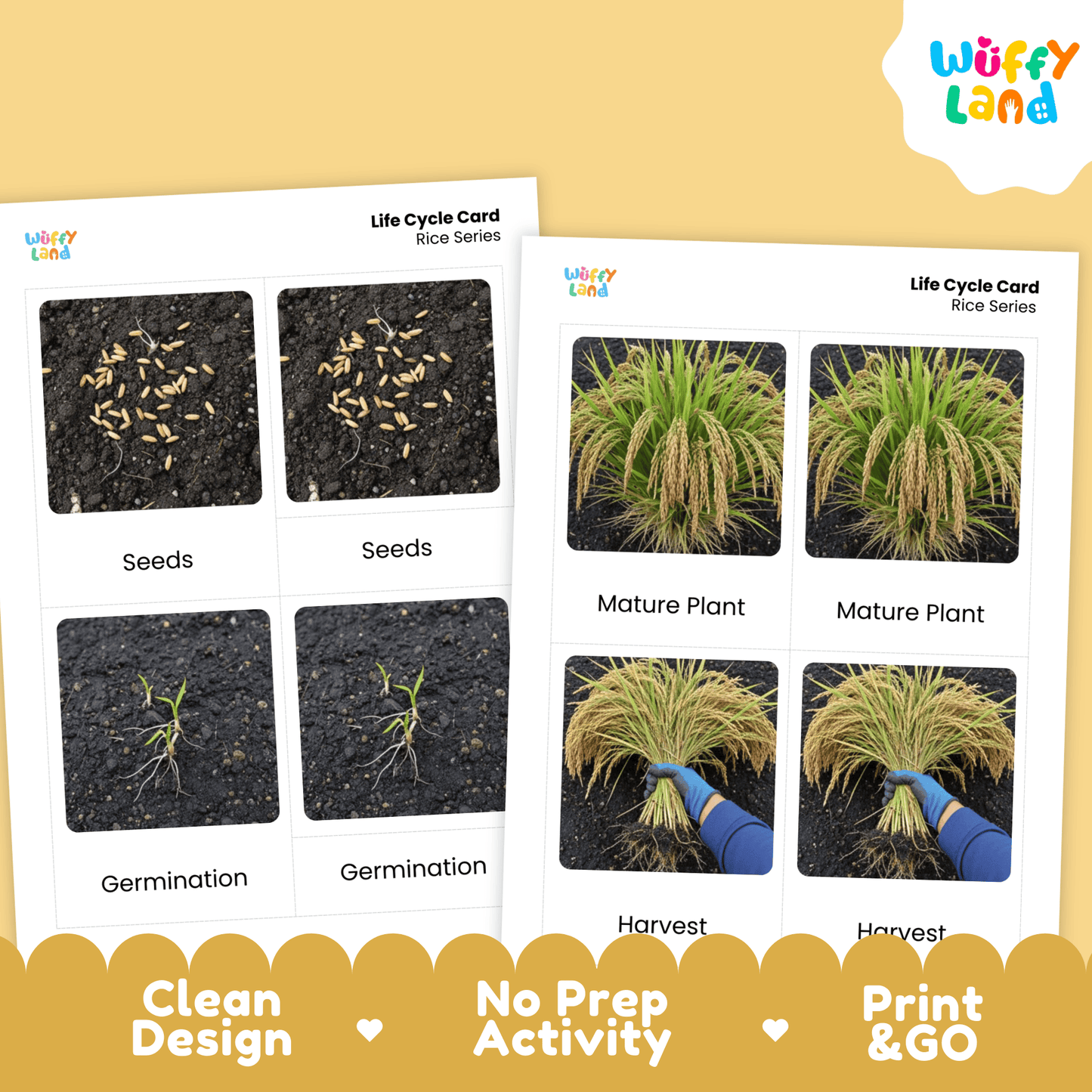 Rice Life Cycle Montessori 3-Part Cards - Science Botany Flashcards