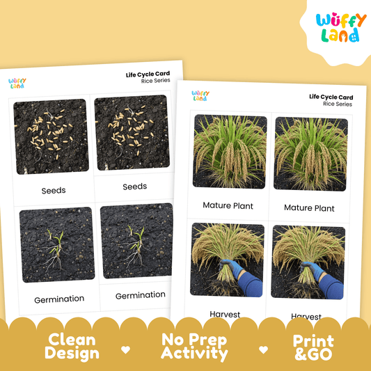 Rice Life Cycle Montessori 3-Part Cards - Science Botany Flashcards