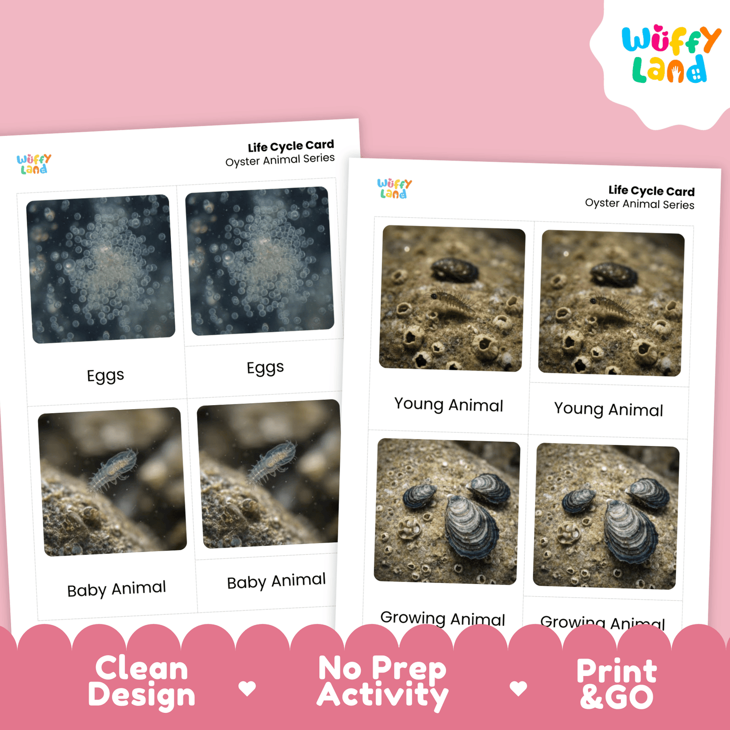 Oyster Life Cycle Montessori 3-Part Cards - Science Zoology Flashcards