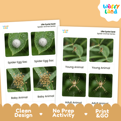 Spider Life Cycle Montessori 3-Part Cards - Science Zoology Arachnid Flashcards