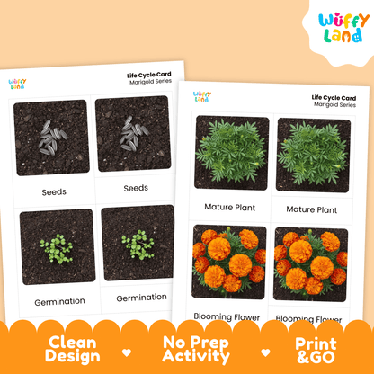 Marigold Life Cycle Montessori 3-Part Cards - Science Botany Flashcards