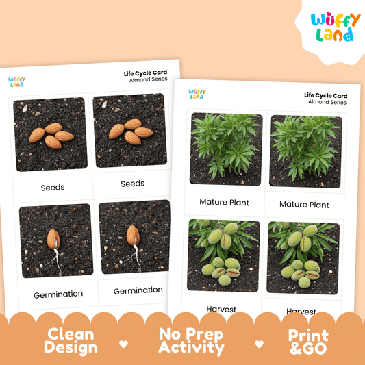 Almond Life Cycle Montessori 3-Part Cards - Science Botany Flashcards