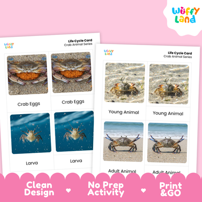 Crab Life Cycle Flashcards | Montessori 3 Part Cards Ocean Science Activity