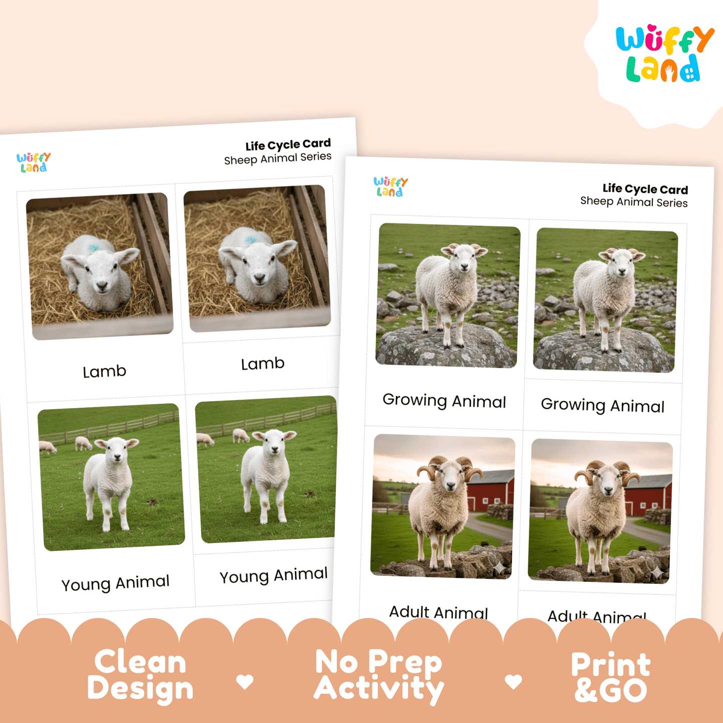 Sheep Life Cycle Montessori 3-Part Cards - Science Zoology Flashcard