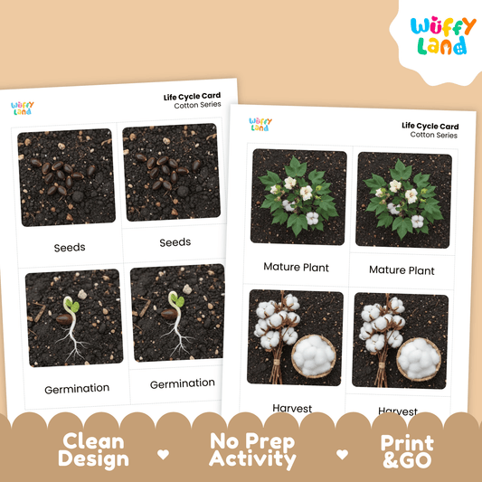 Cotton Life Cycle Montessori 3-Part Cards - Science Botany Flashcards