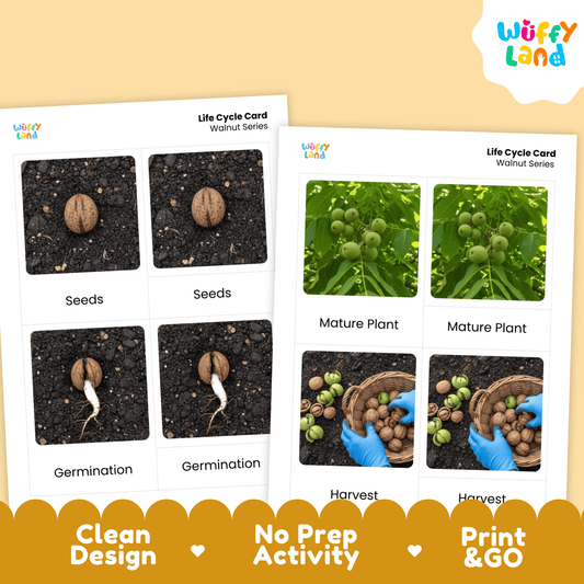 Walnut Life Cycle Montessori 3-Part Cards - Science Botany Flashcards