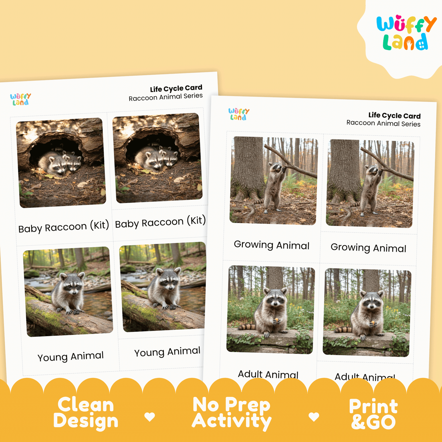 Raccoon Life Cycle Montessori 3-Part Cards - Science Zoology Mammal Flashcards