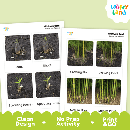 Bamboo Life Cycle Montessori 3-Part Cards - Science Botany Flashcards