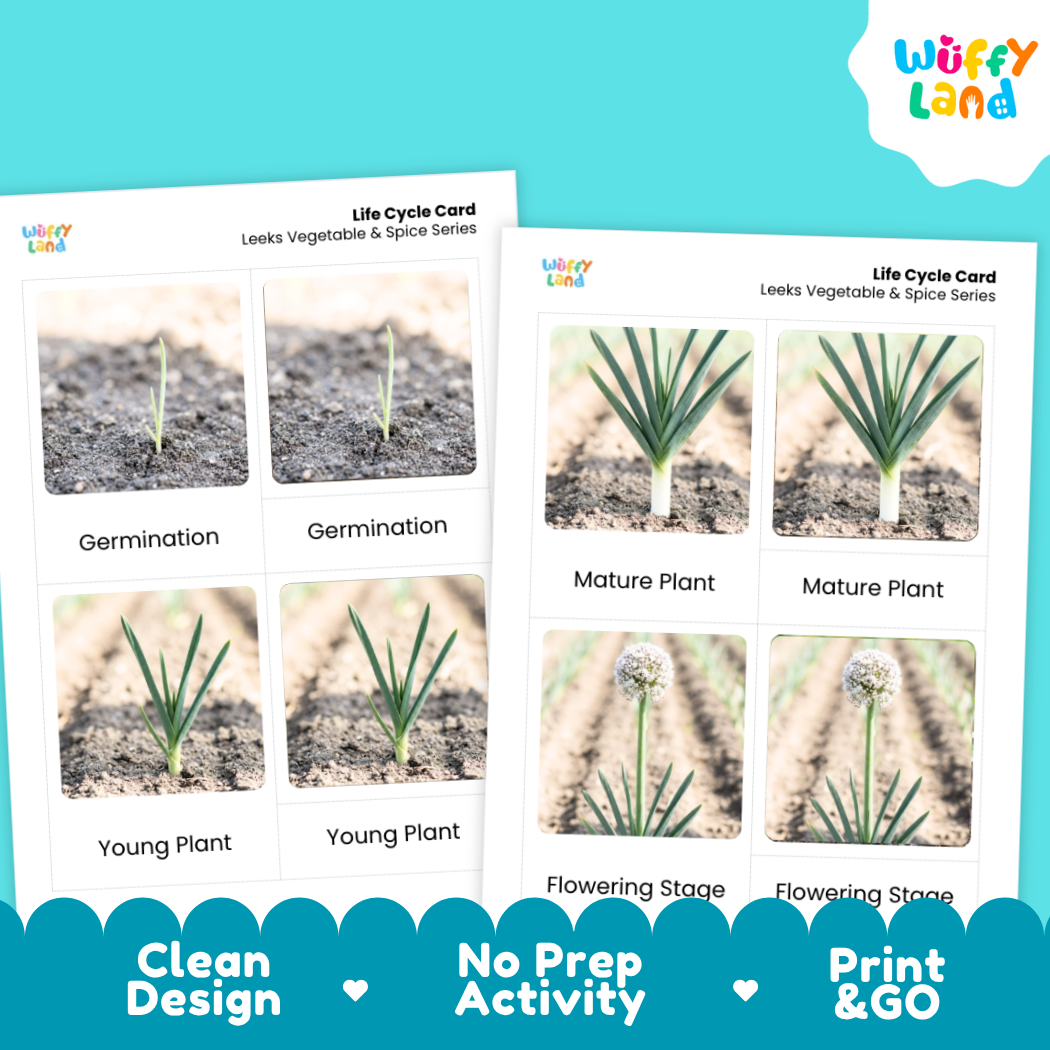 Leeks Life Cycle Flashcards 3 Part Cards Montessori Science Printable