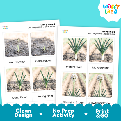 Leeks Life Cycle Flashcards 3 Part Cards Montessori Science Printable