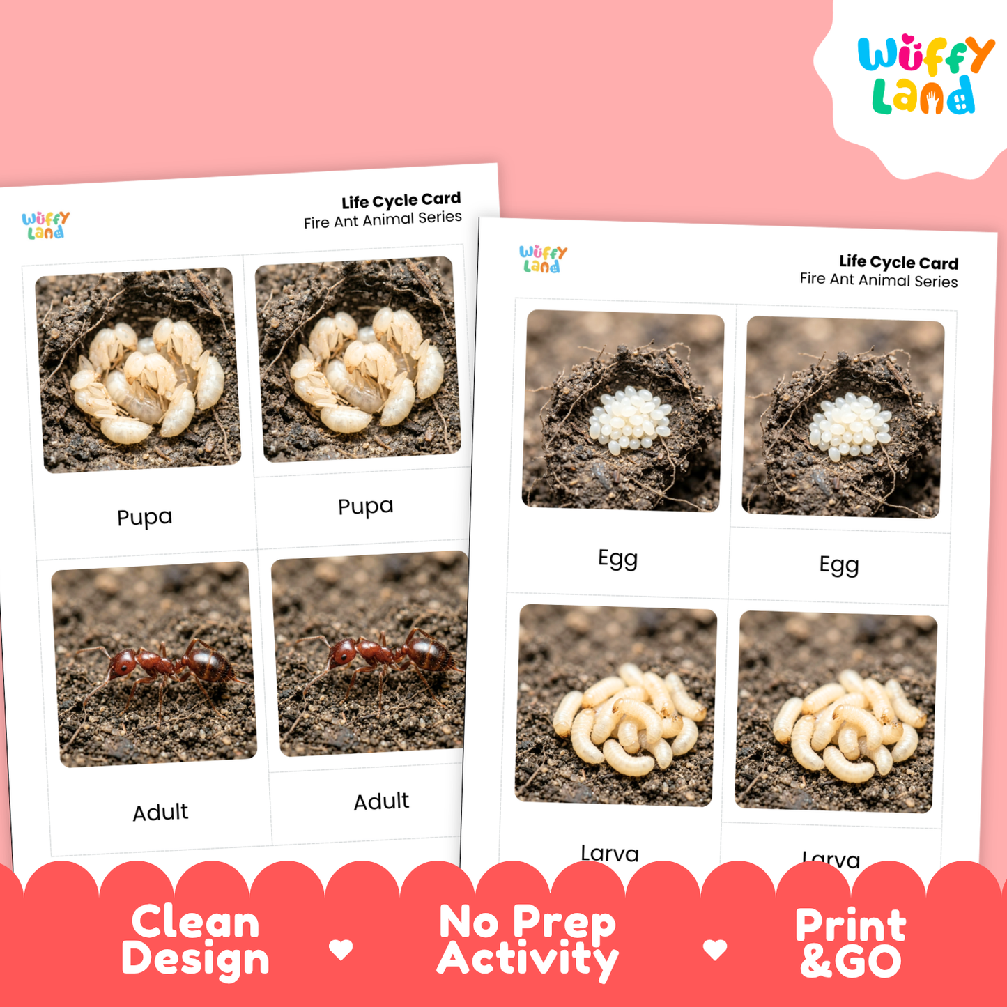 Fire Ant Life Cycle Flashcards - Montessori 3 Part Cards Printable Activity