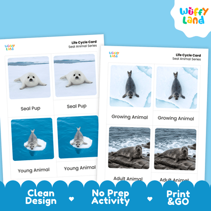 Seal Life Cycle Montessori 3-Part Cards - Science Zoology Marine Flashcards