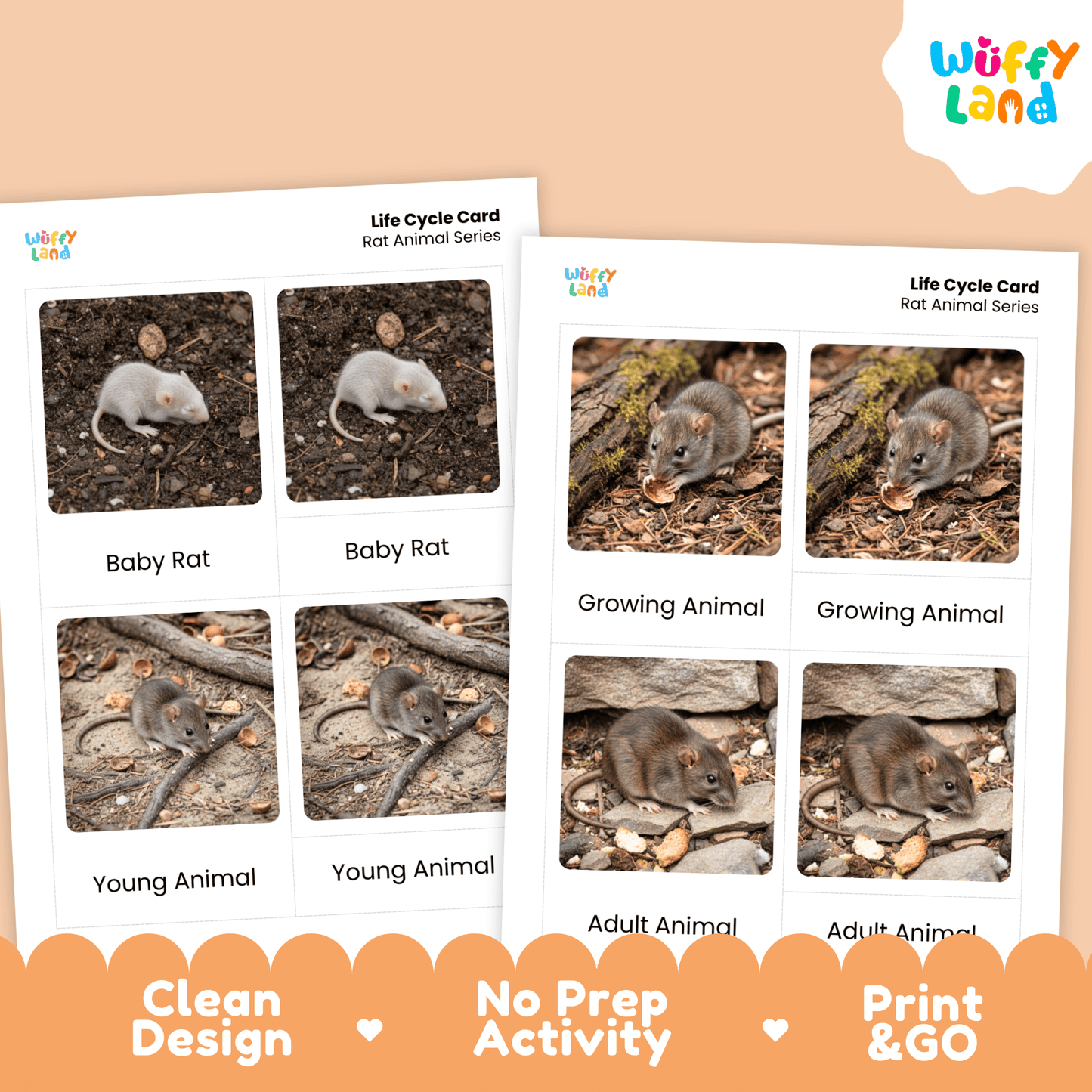 Rat Life Cycle Montessori 3-Part Cards - Science Zoology Rodent Flashcards