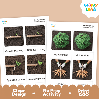 Cassava Life Cycle Montessori 3-Part Cards - Science Botany Flashcards