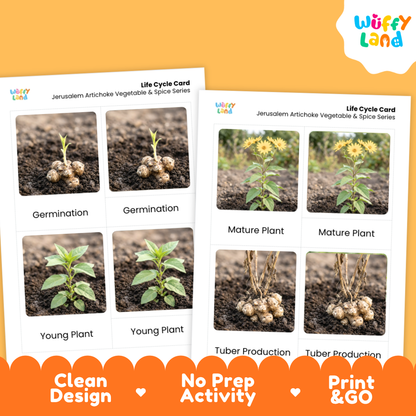 Jerusalem Artichoke Life Cycle Flashcards 3 Part Cards Montessori Science Printable