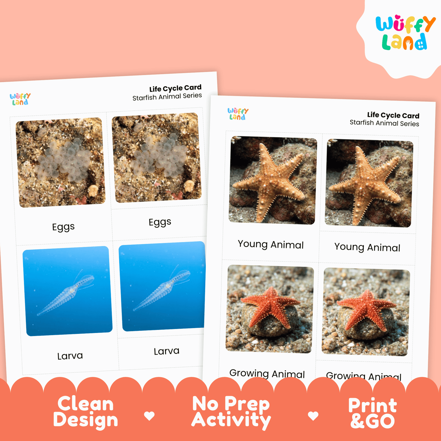 Starfish Life Cycle Montessori 3-Part Cards - Science Zoology Marine Flashcards