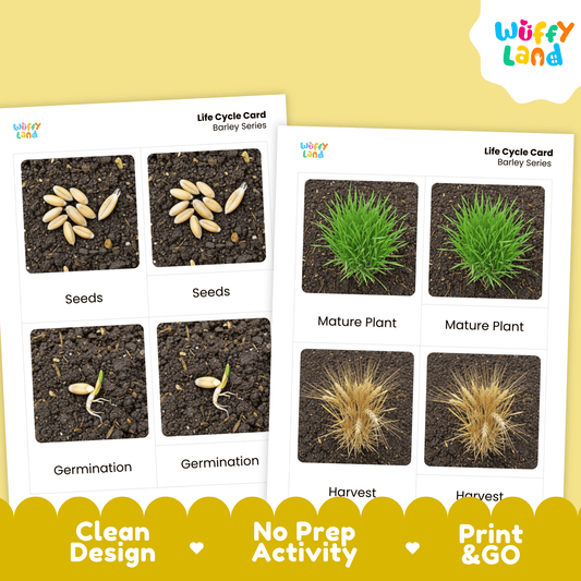 Barley Life Cycle Montessori 3-Part Cards - Science Botany Flashcards