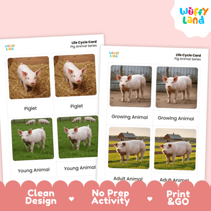 Pig Life Cycle Montessori 3-Part Cards - Science Zoology Flashcard
