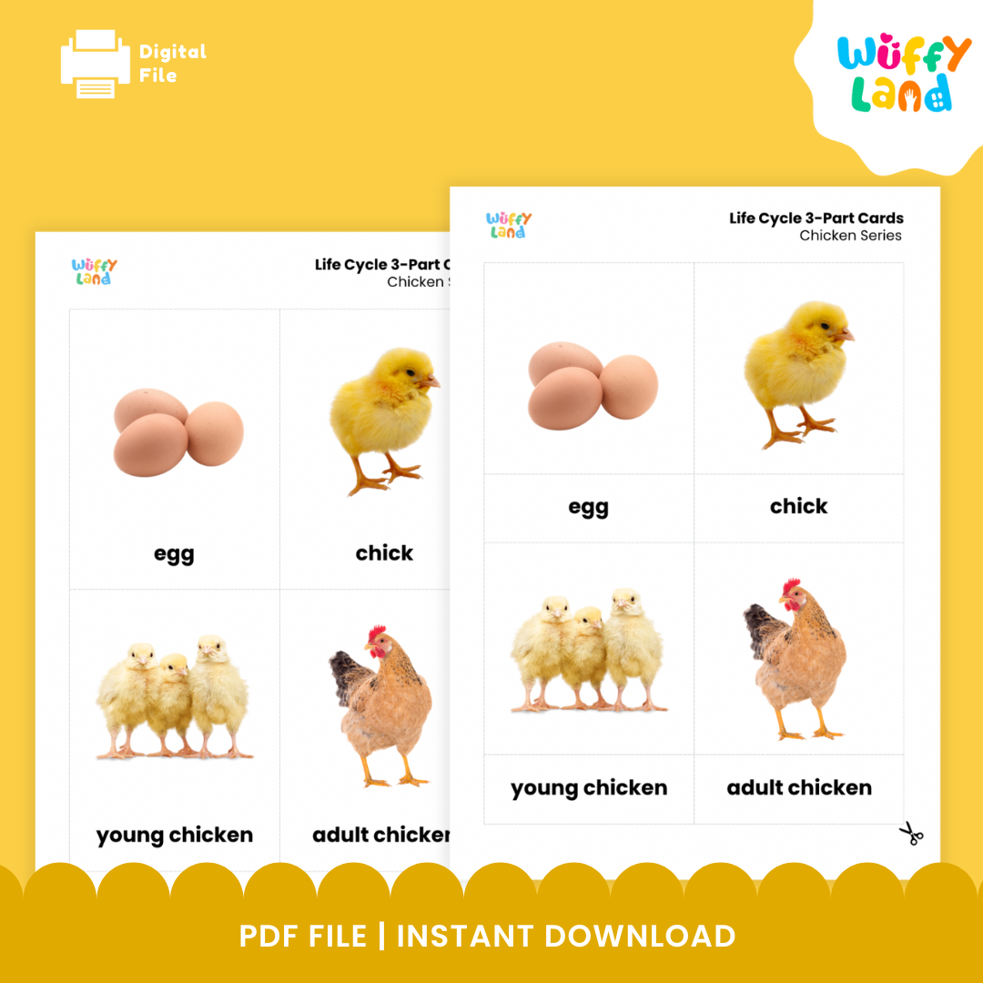 Kartu Siklus Hidup Ayam Bagian 3 - Aktivitas Sains Hewan Montessori - Foto Realistis