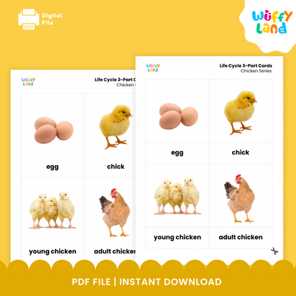 Kartu Siklus Hidup Ayam Bagian 3 - Aktivitas Sains Hewan Montessori - Foto Realistis