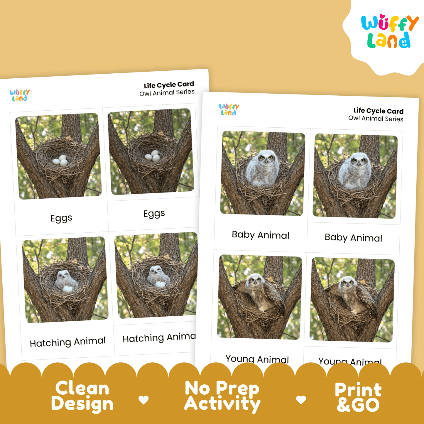 Owl Life Cycle Montessori 3-Part Cards - Science Zoology Flashcards
