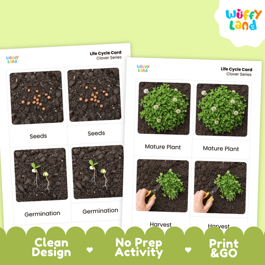 Clover Life Cycle Montessori 3-Part Cards - Science Botany Flashcards