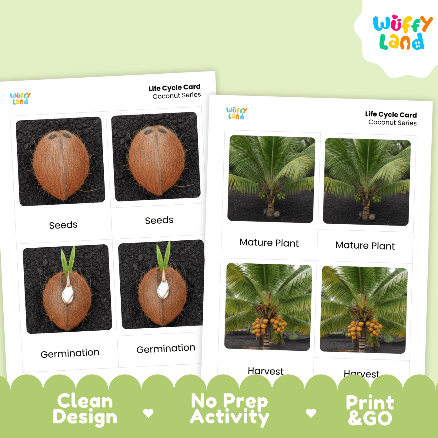 Coconut Life Cycle Montessori 3-Part Cards - Science Botany Flashcards