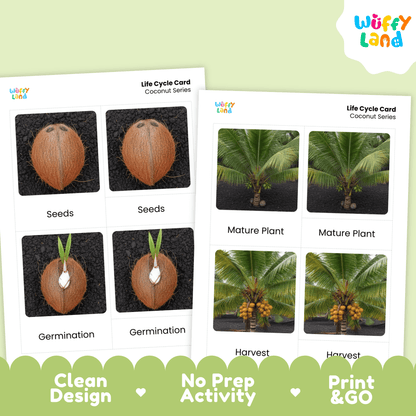 Coconut Life Cycle Montessori 3-Part Cards - Science Botany Flashcards
