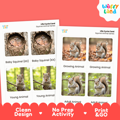 Squirrel Life Cycle Montessori 3-Part Cards - Science Zoology Mammal Flashcards