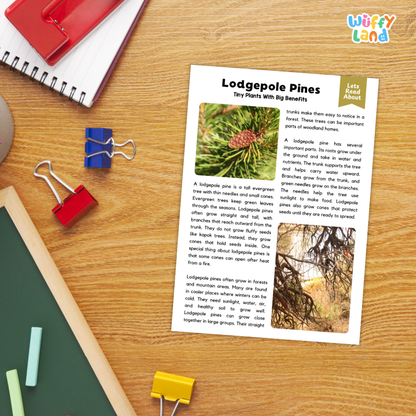 Lodgepole Pine Plant Reading Passages Worksheets and Comprehension Activity