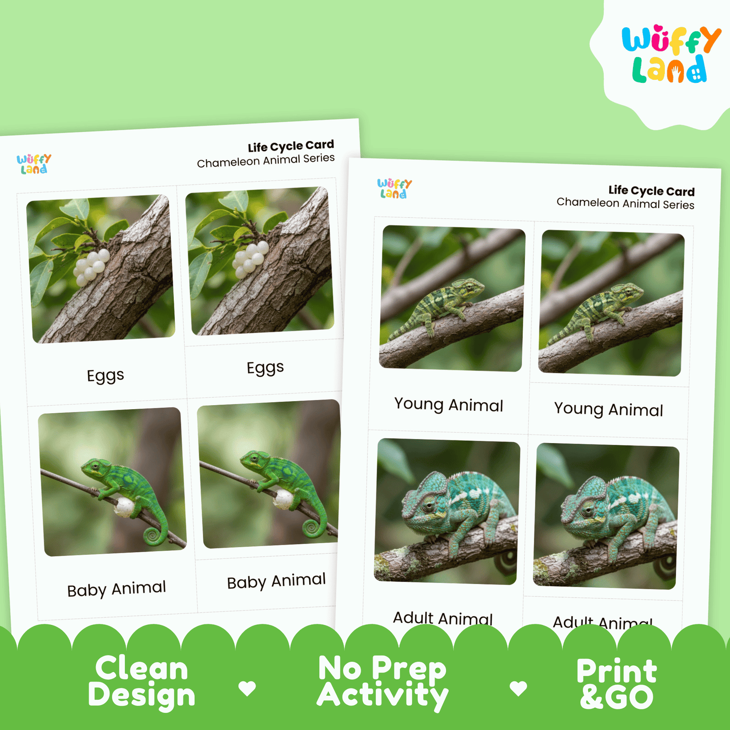 Chameleon Life Cycle Montessori 3-Part Cards - Science Zoology Reptile Flashcard