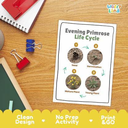 Evening Primrose Life Cycle Poster and Cut and Paste Activity Worksheet