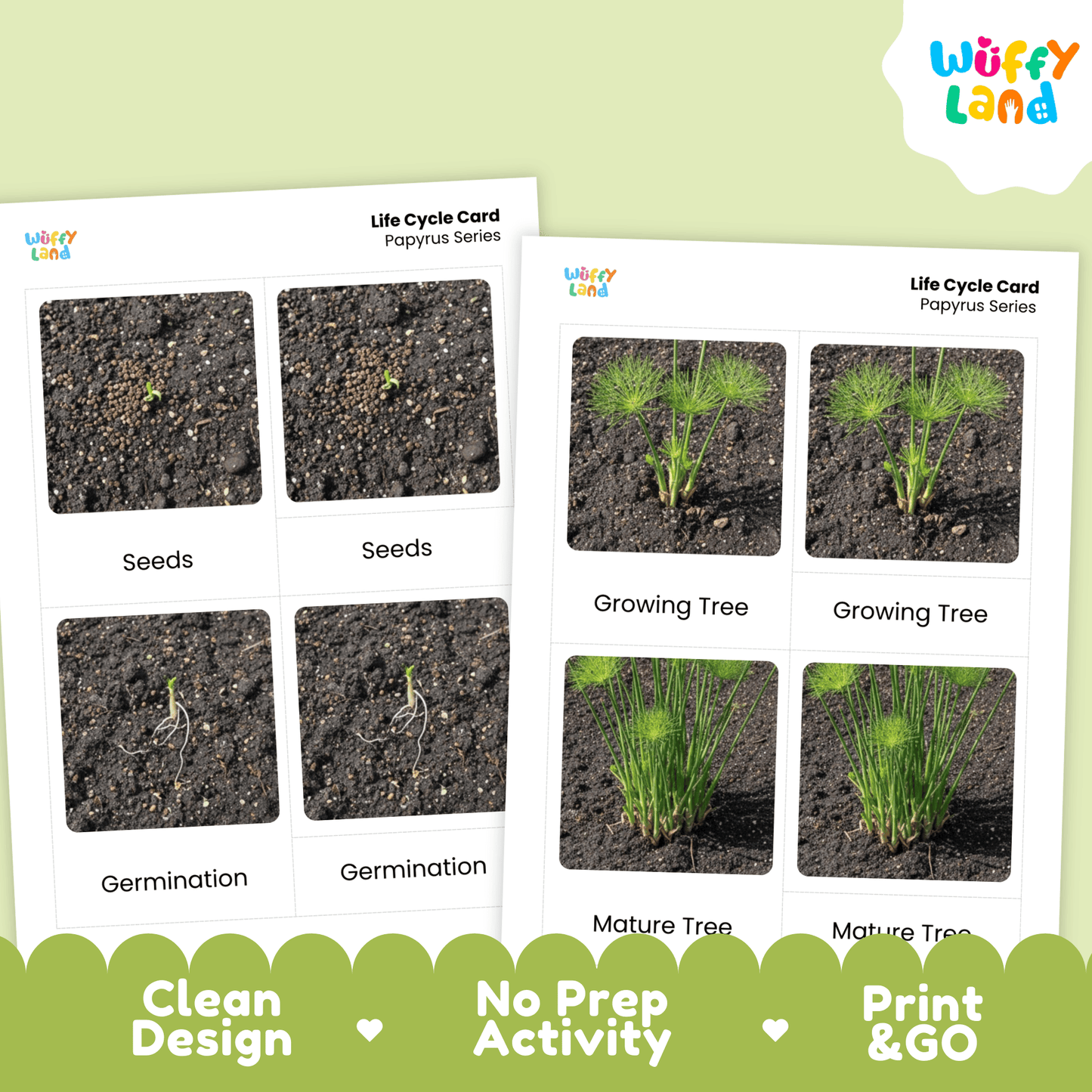 Papyrus Life Cycle Montessori 3-Part Cards - Science Botany Flashcards