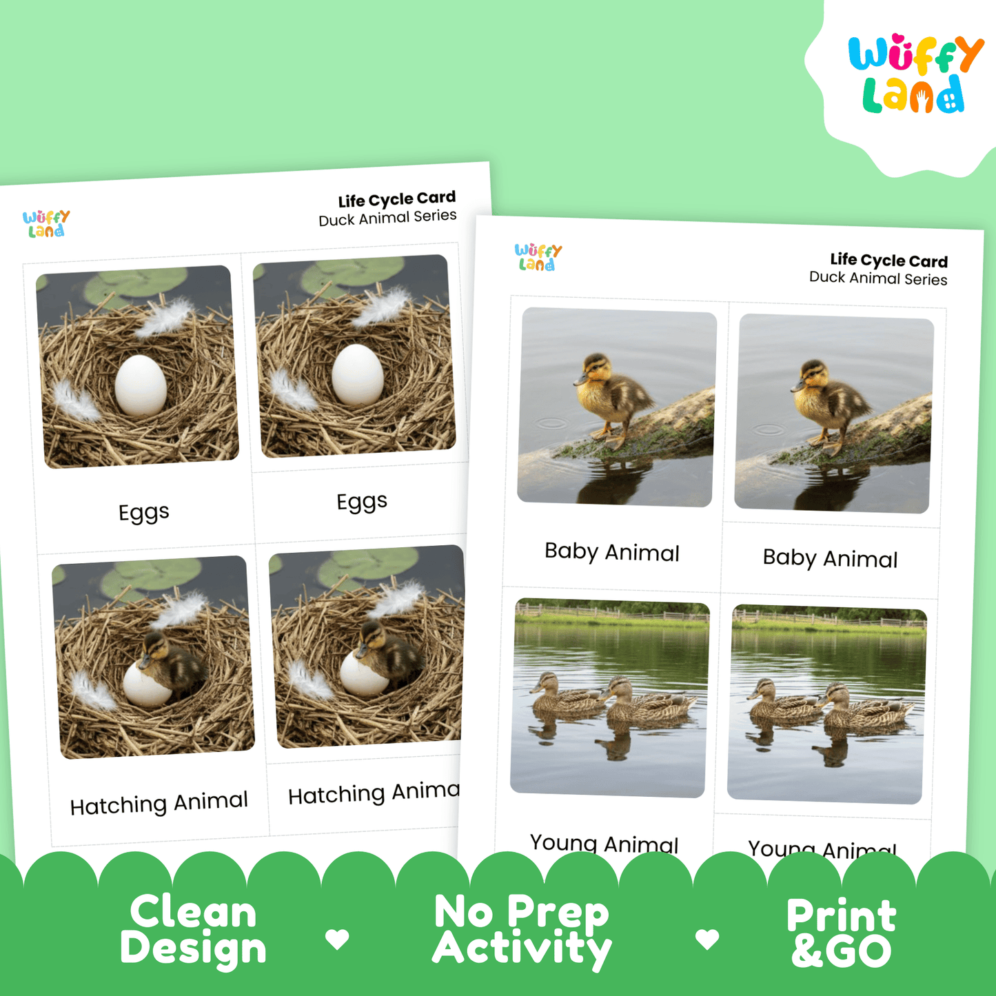 Duck Life Cycle Montessori 3-Part Cards - Science Zoology Flashcards