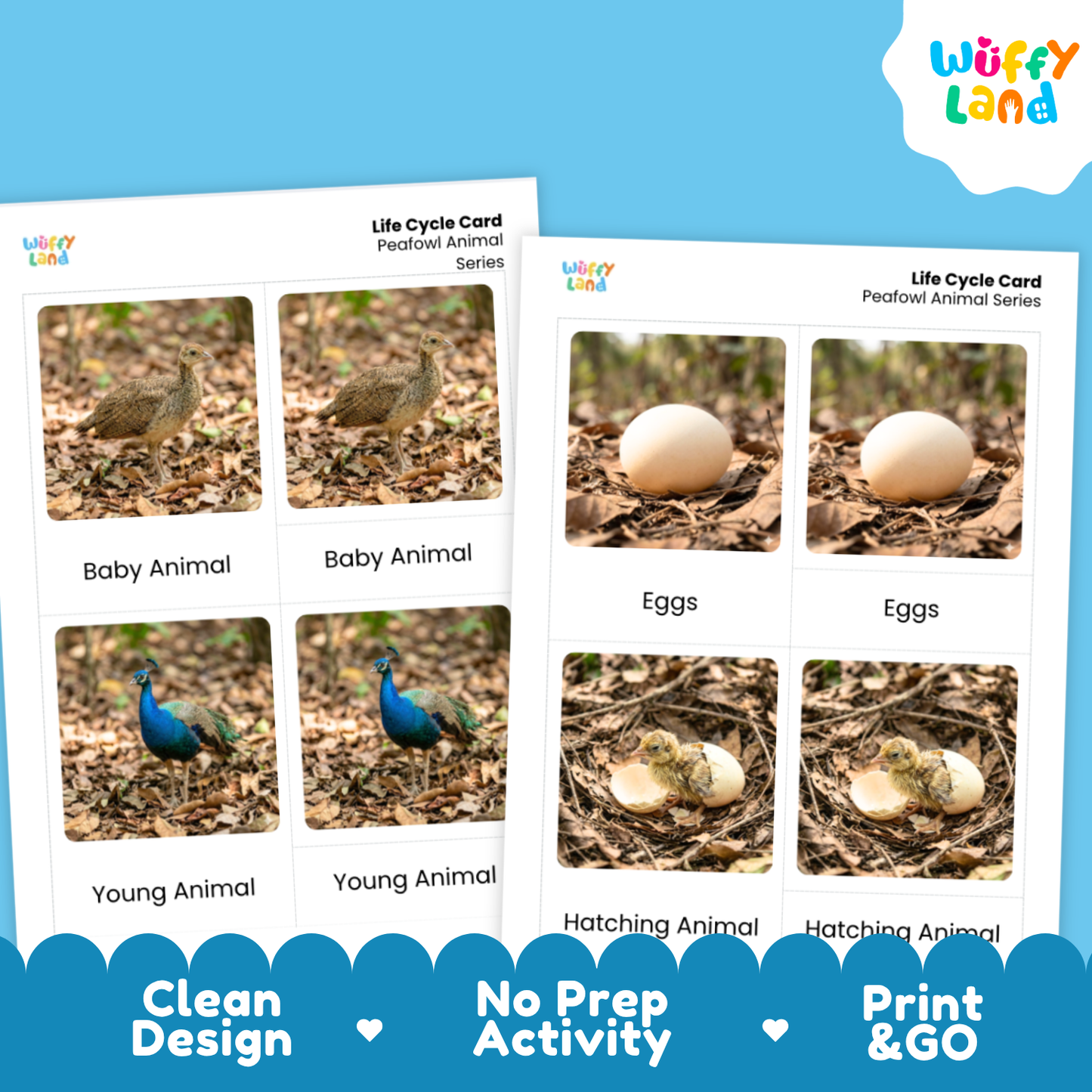 Peafowl Life Cycle Flashcard 3 Part Card