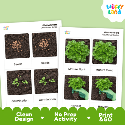 Parsley Life Cycle Activity Cut&Paste Worksheet Science Plant Growth Herb Garden