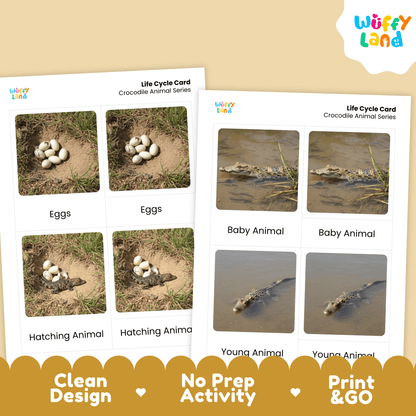 Crocodile Life Cycle Montessori 3-Part Cards - Science Zoology Reptile Flashcard