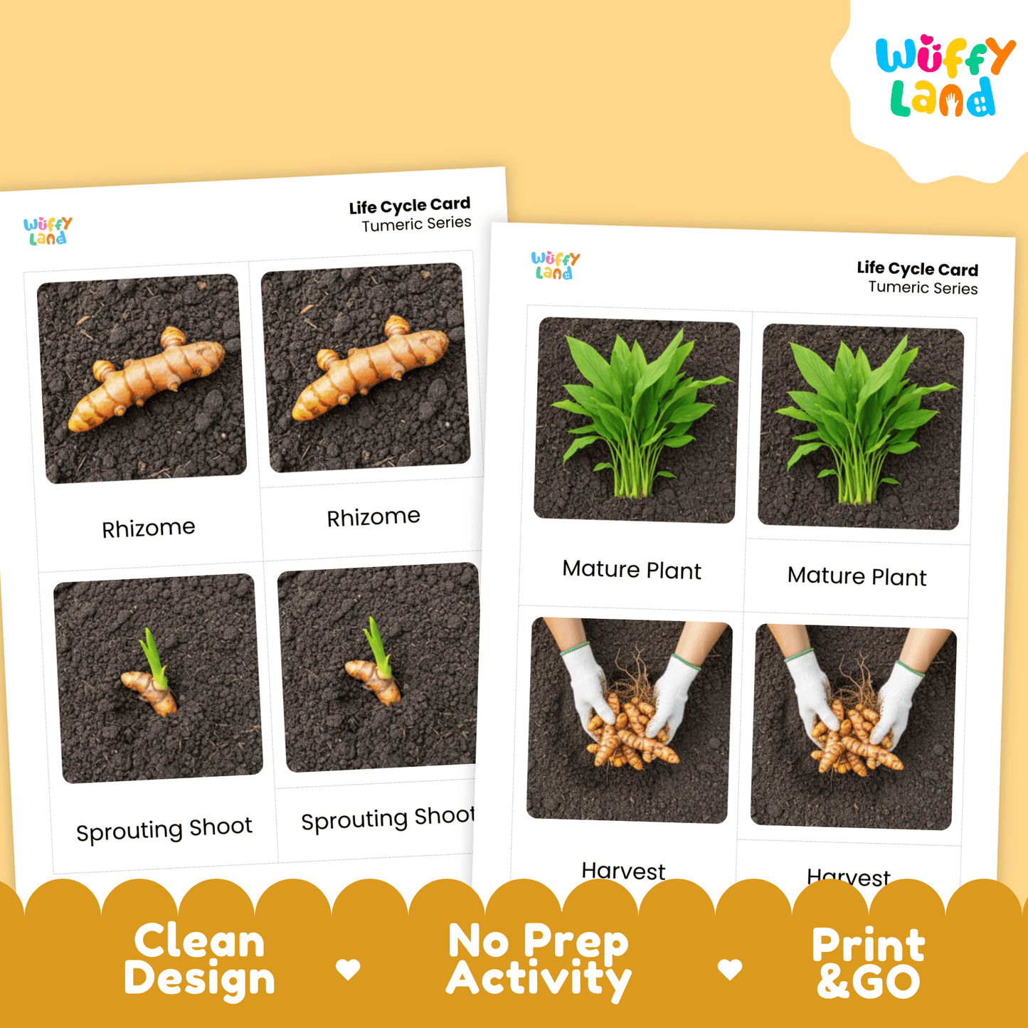 Turmeric Life Cycle Montessori 3-Part Cards - Science Botany Flashcards