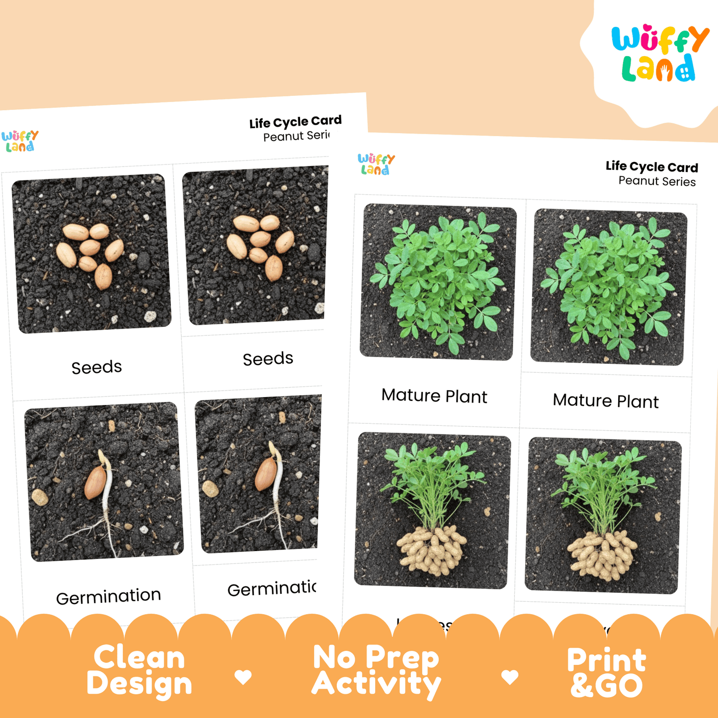 Peanut Life Cycle Flashcards Montessori 3 Part Cards Science Activity Plant