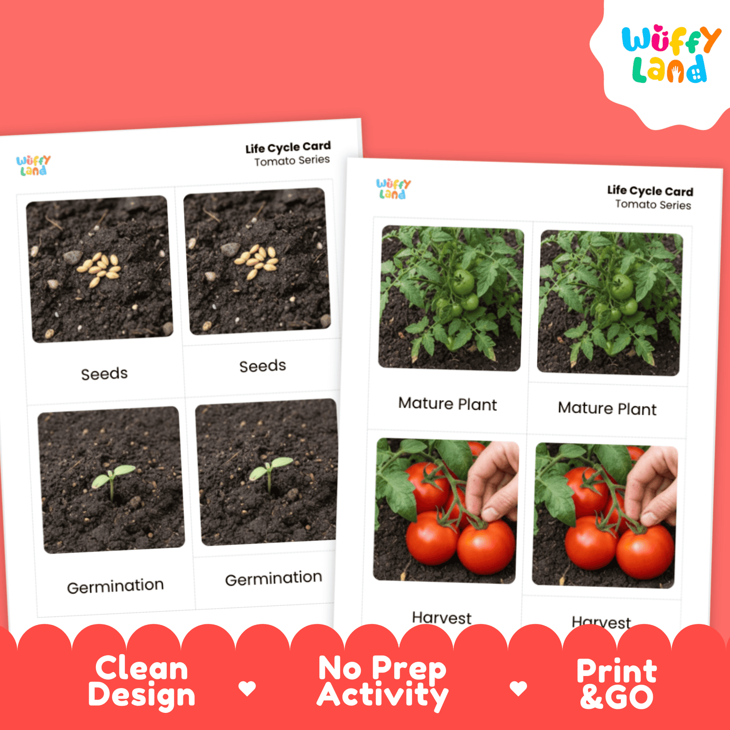 Tomato Life Cycle Flashcards Montessori 3 Part Cards Science Activity Garden