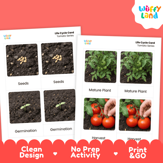 Tomato Life Cycle Flashcards Montessori 3 Part Cards Science Activity Garden
