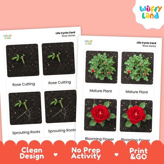 Rose Life Cycle Montessori 3-Part Cards - Science Botany Flashcards