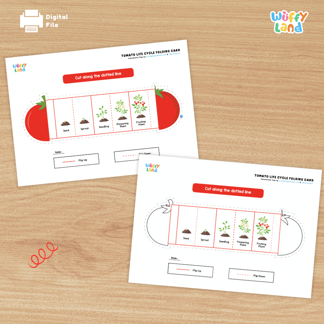 Tomato Life Cycle Folding Card Activity Plant Science Craft Printable