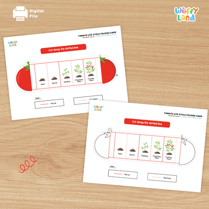 Tomato Life Cycle Folding Card Activity Plant Science Craft Printable
