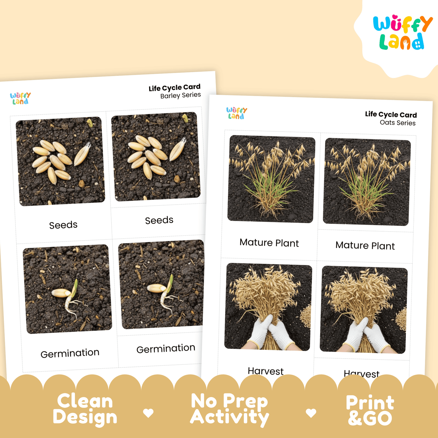 Oats Life Cycle Montessori 3-Part Cards - Science Botany Flashcards