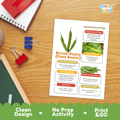 Broad Beans Fava Beans Vegetable Research Activity Worksheet Healthy Eating
